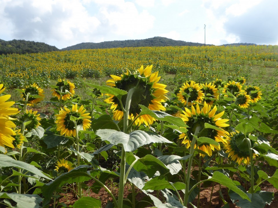 Abschied  vom Sommer