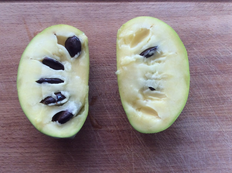 Asiminia