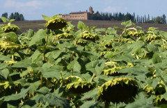 be Buonconvento