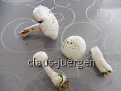champignons
