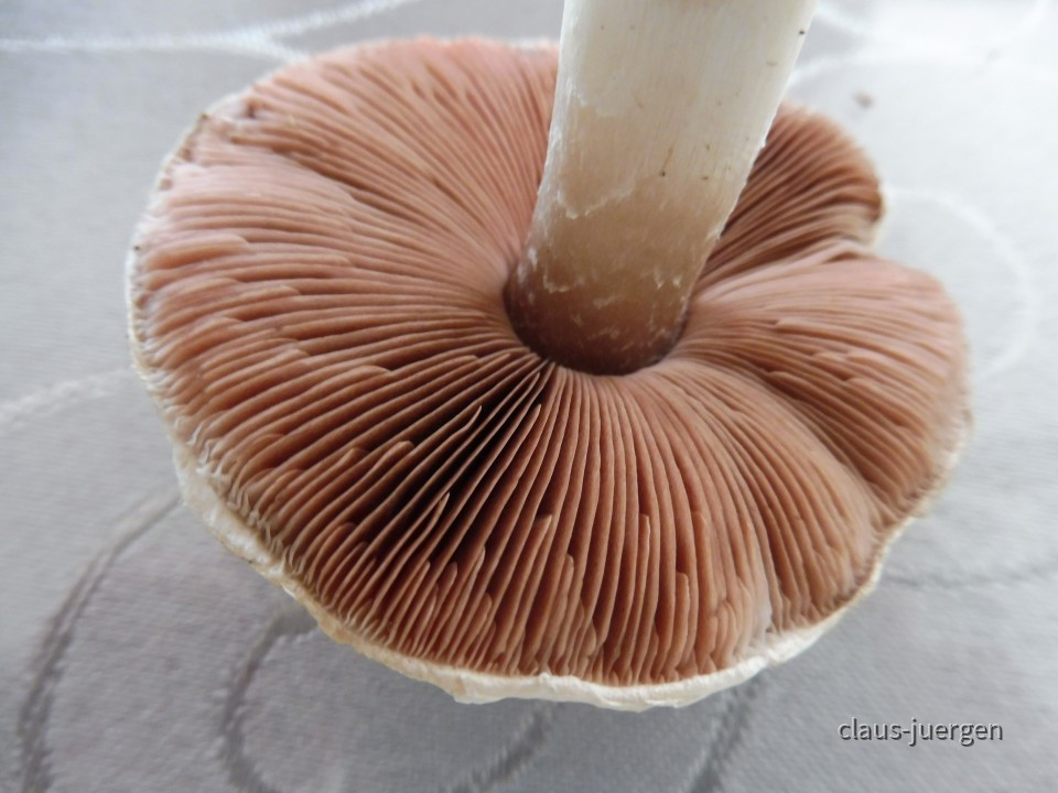 champignons
