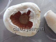champignons