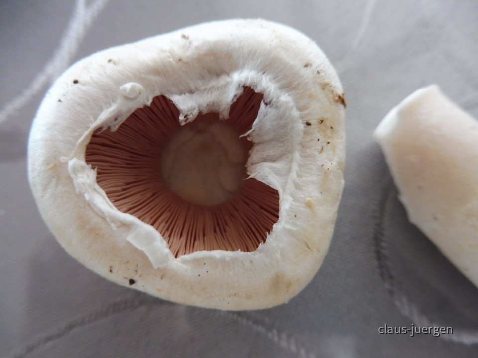champignons