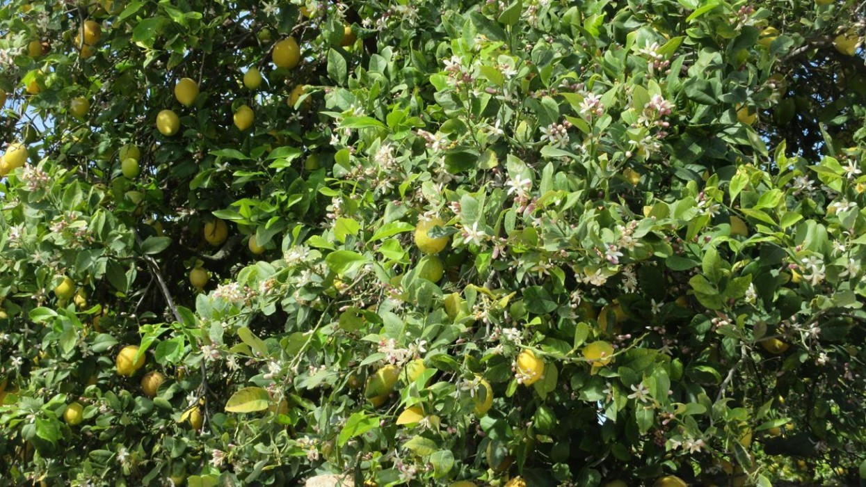 Zitronen_Orangenblüte_02