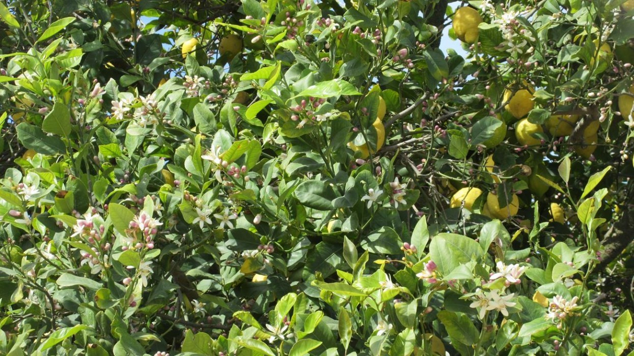 Zitronen_Orangenblüte_03