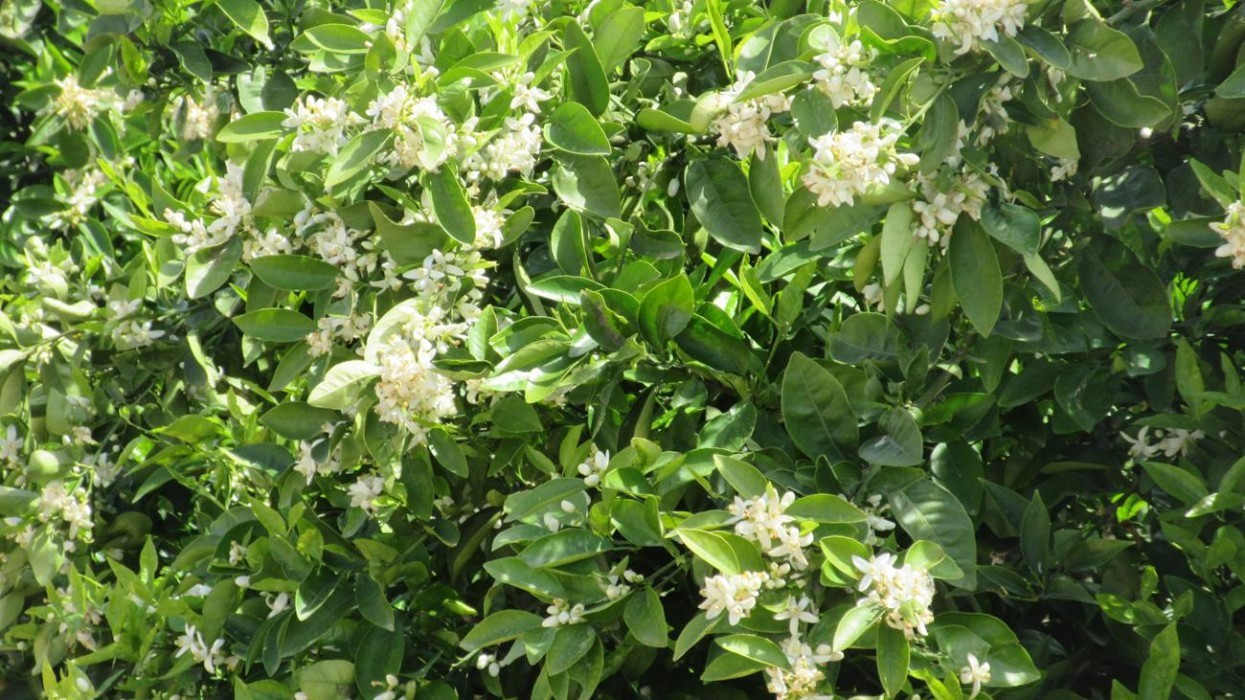 Zitronen_Orangenblüte_04