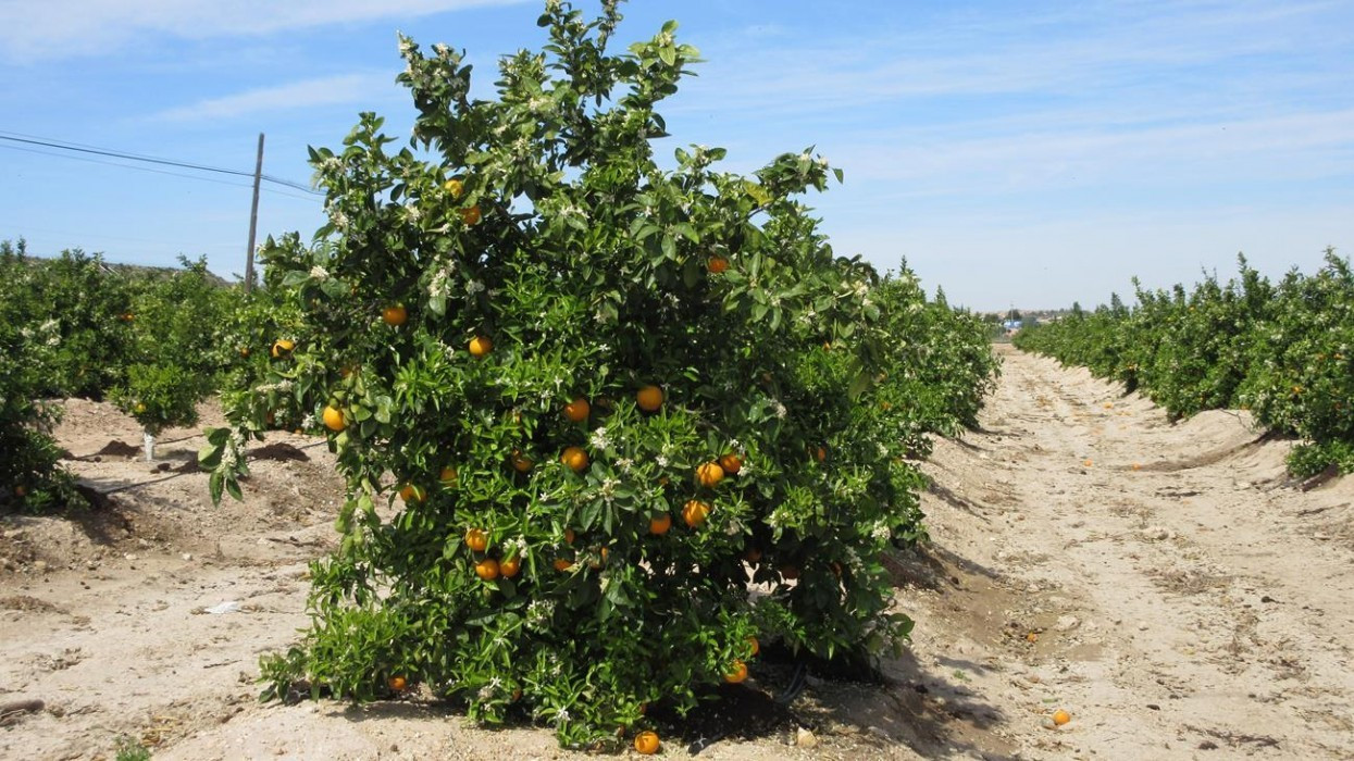 Zitronen_Orangenblüte_05