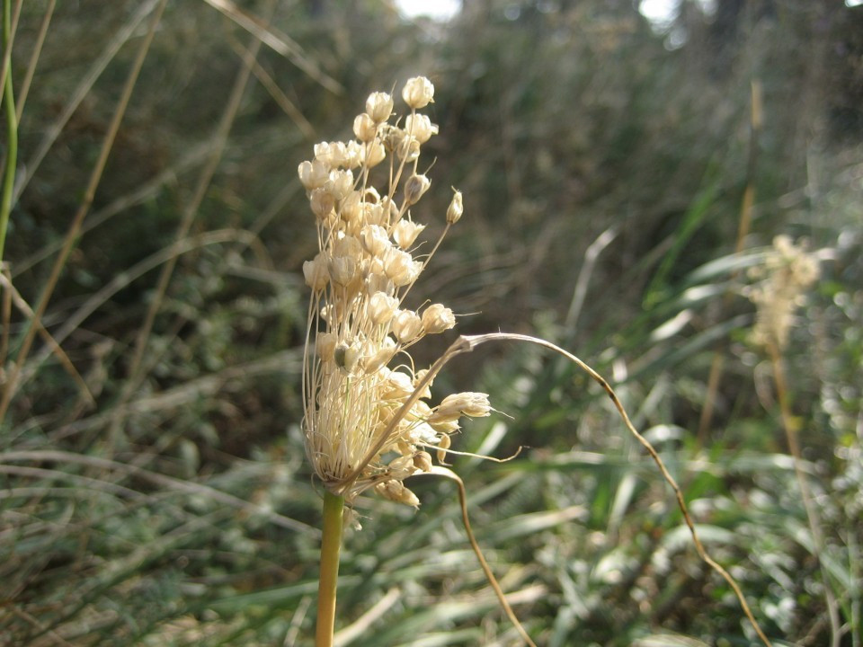 Eichkogel Herbst