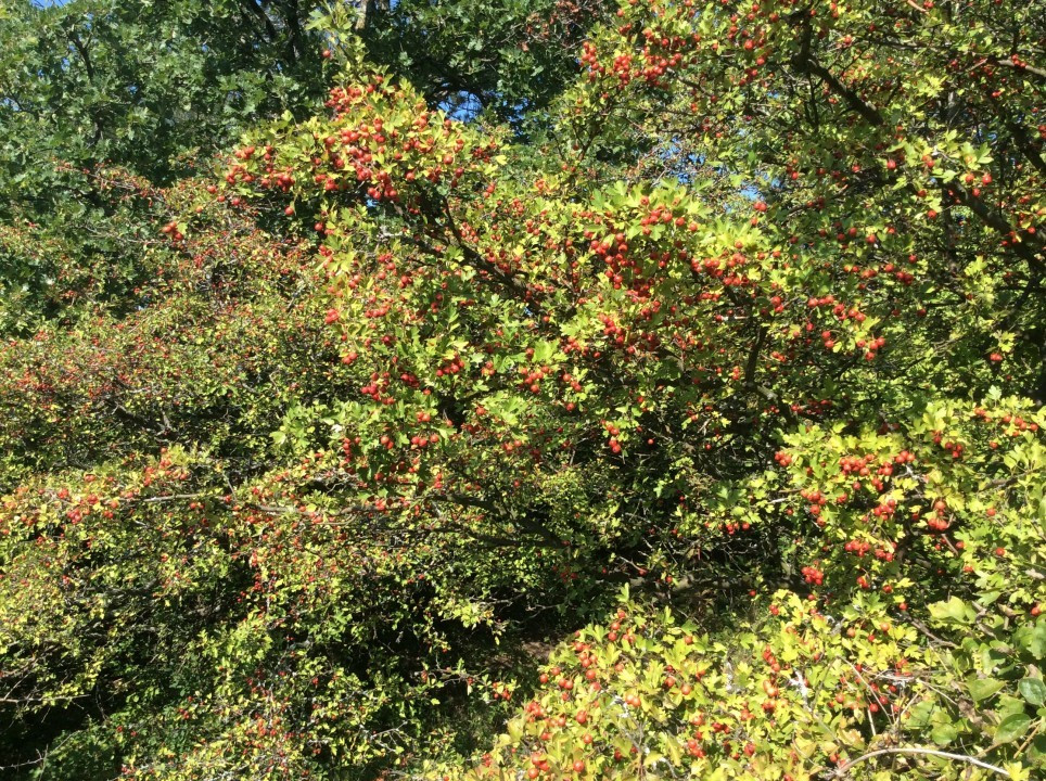 Eichkogel Herbst