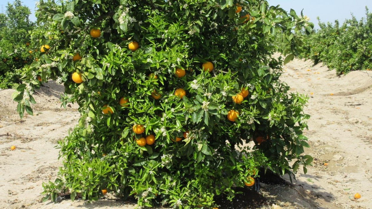 Zitronen_Orangenblüte_07