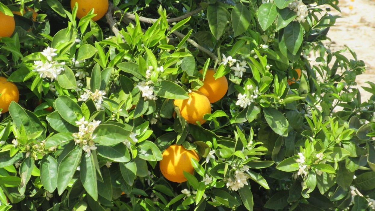 Zitronen_Orangenblüte_08