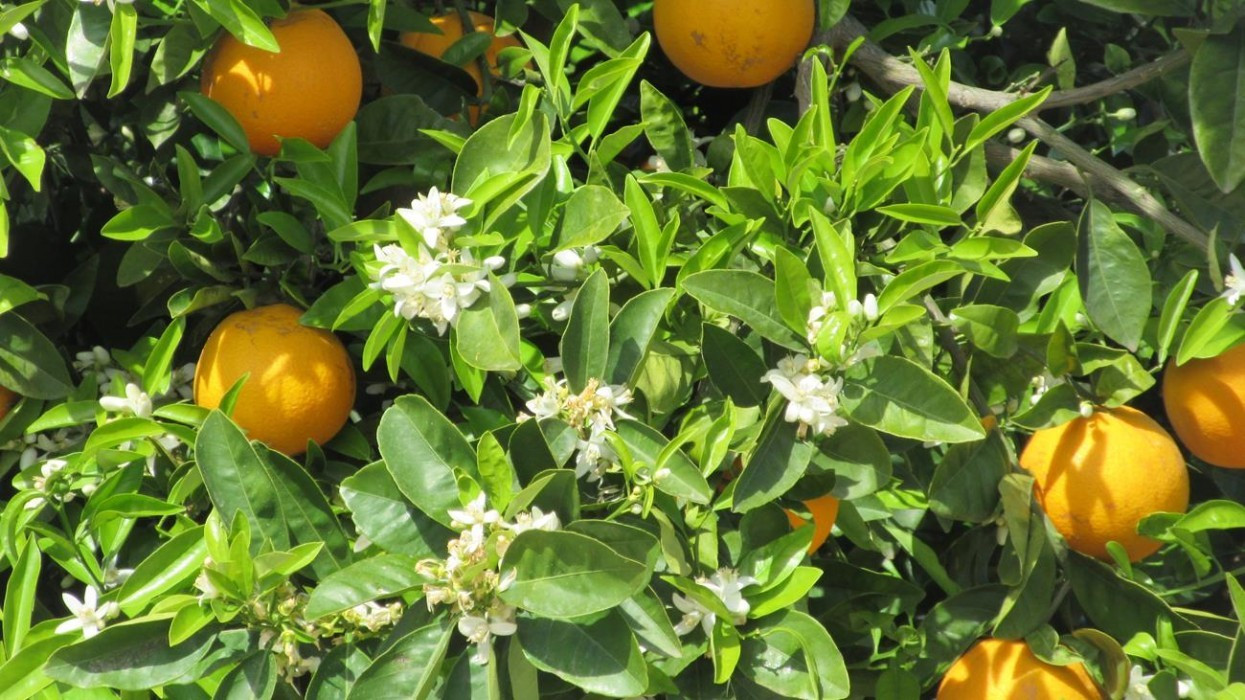 Zitronen_Orangenblüte_09