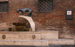 Contrada