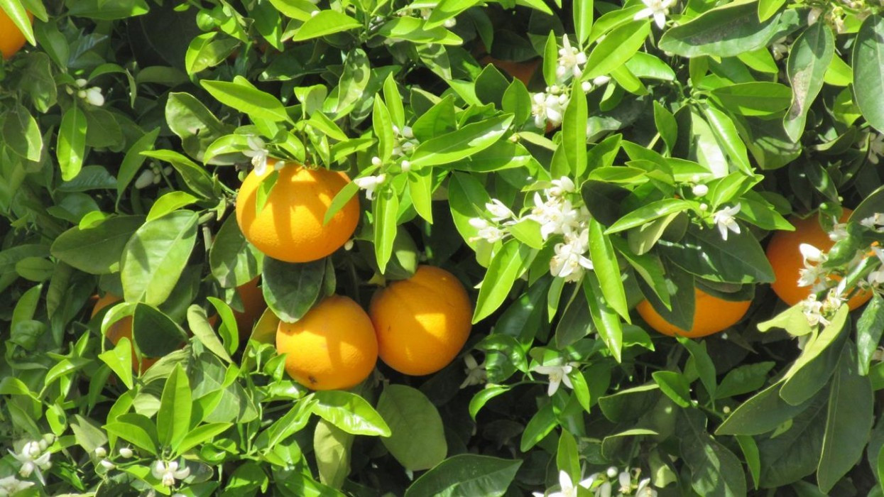 Zitronen_Orangenblüte_10