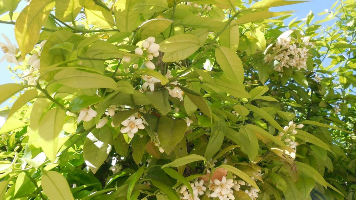 Zitronen_Orangenblüte_11