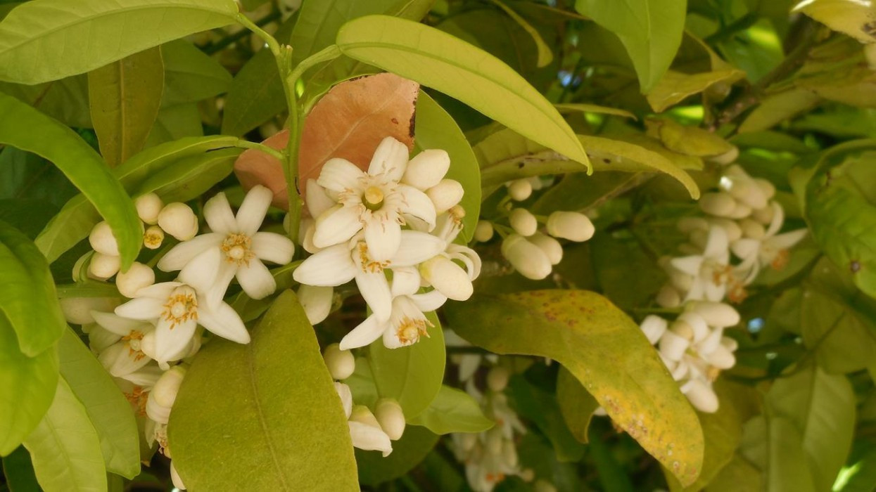 Zitronen_Orangenblüte_12