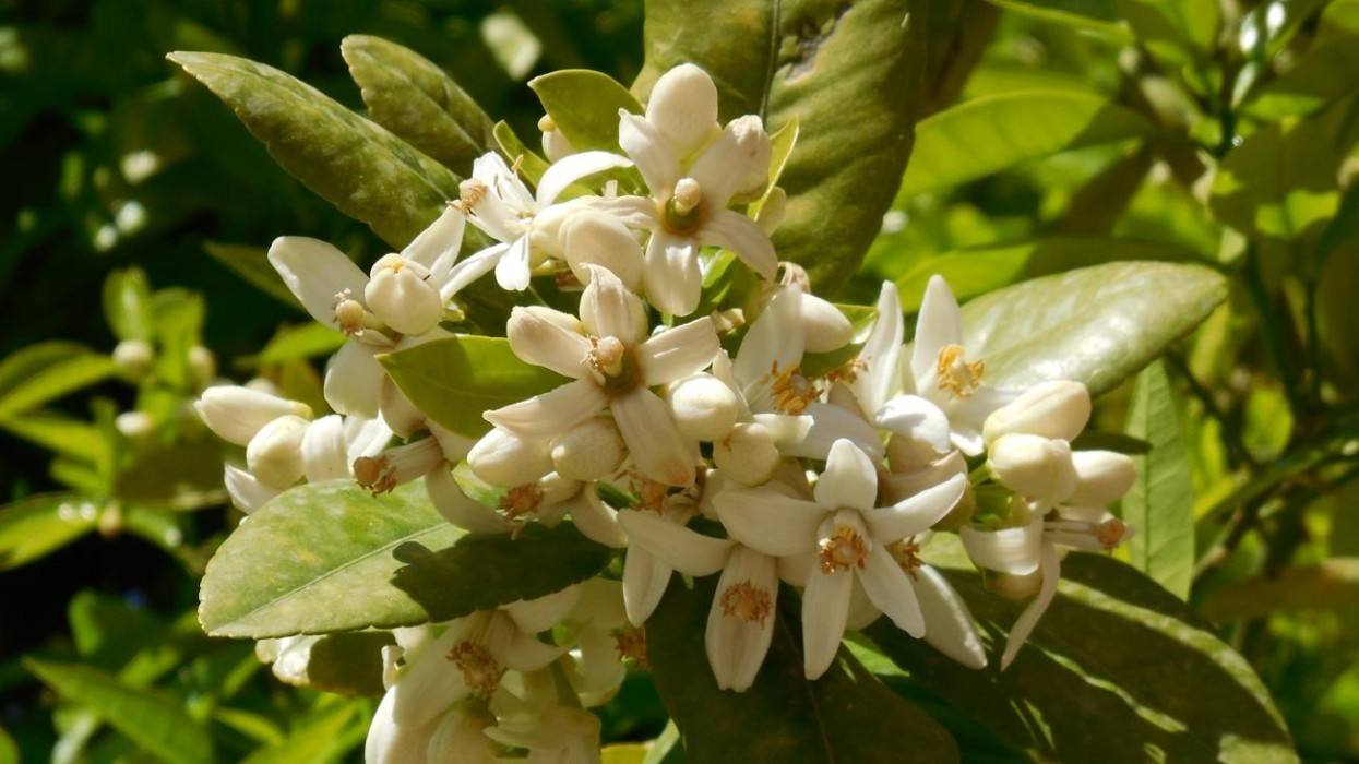 Zitronen_Orangenblüte_13
