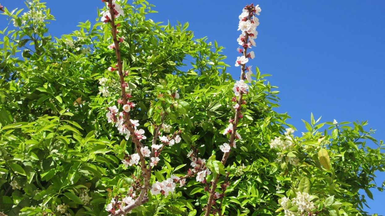 Zitronen_Orangenblüte_14