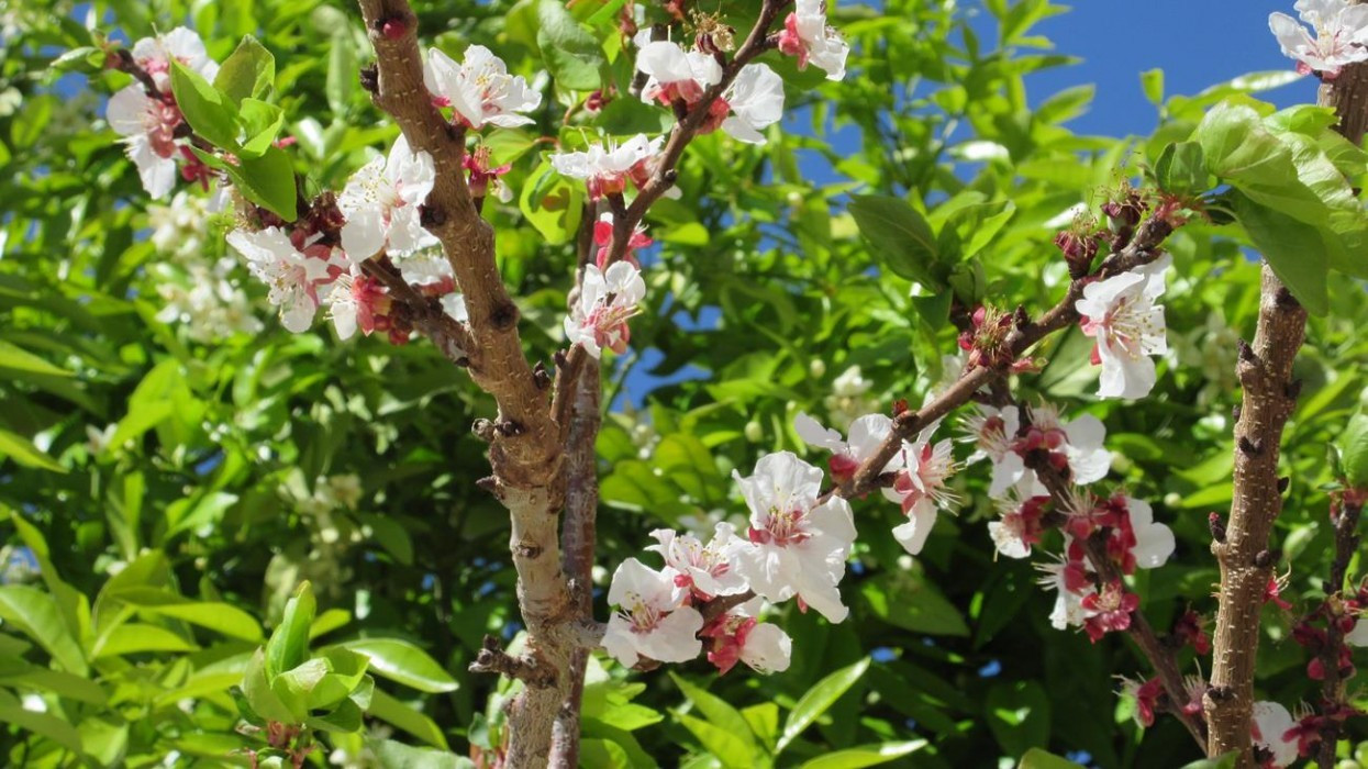 Zitronen_Orangenblüte_15