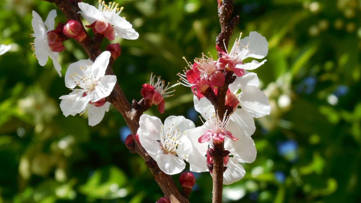 Zitronen_Orangenblüte_16
