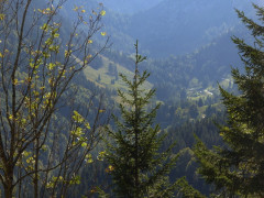 Rosengasse Sudelfeld