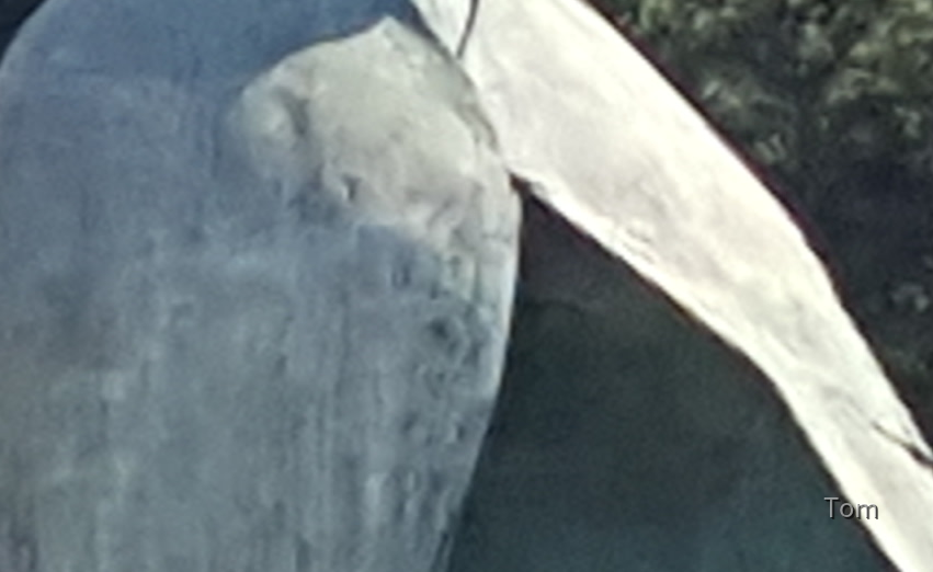 rat1