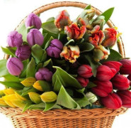 Tulpen