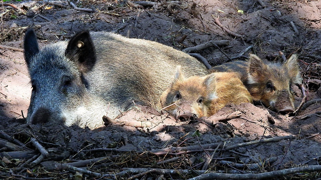 Einfach tierisch