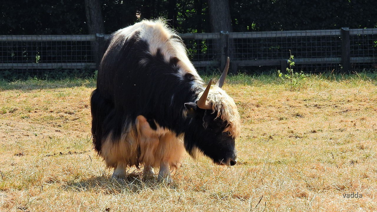 Einfach tierisch