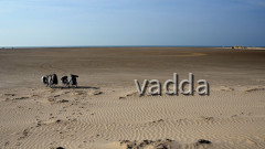 Strandidyll > Insel Rømø > Dänemark