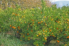 Herbst in Kroatien