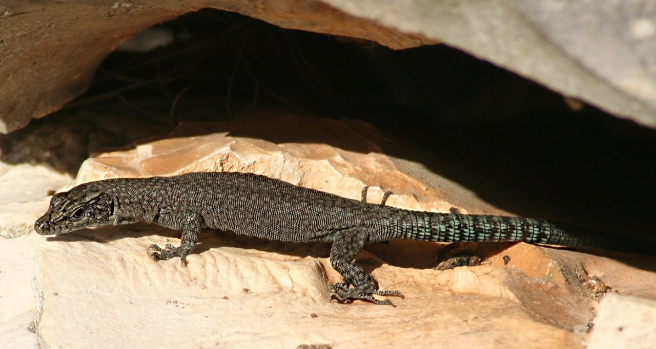 Dalmatolacerta oxycephala