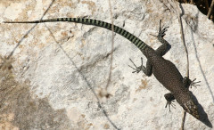 Dalmatolacerta oxycephala