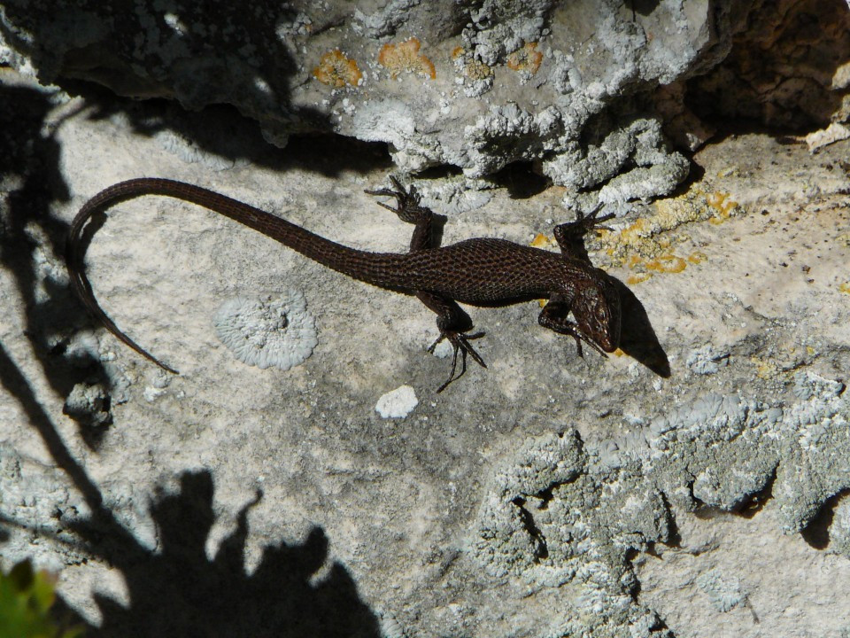 Algyroides nigropunctatus