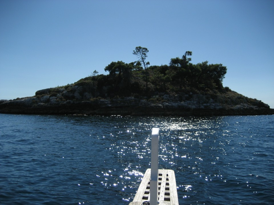 Podarcis sicula bagnoslenis