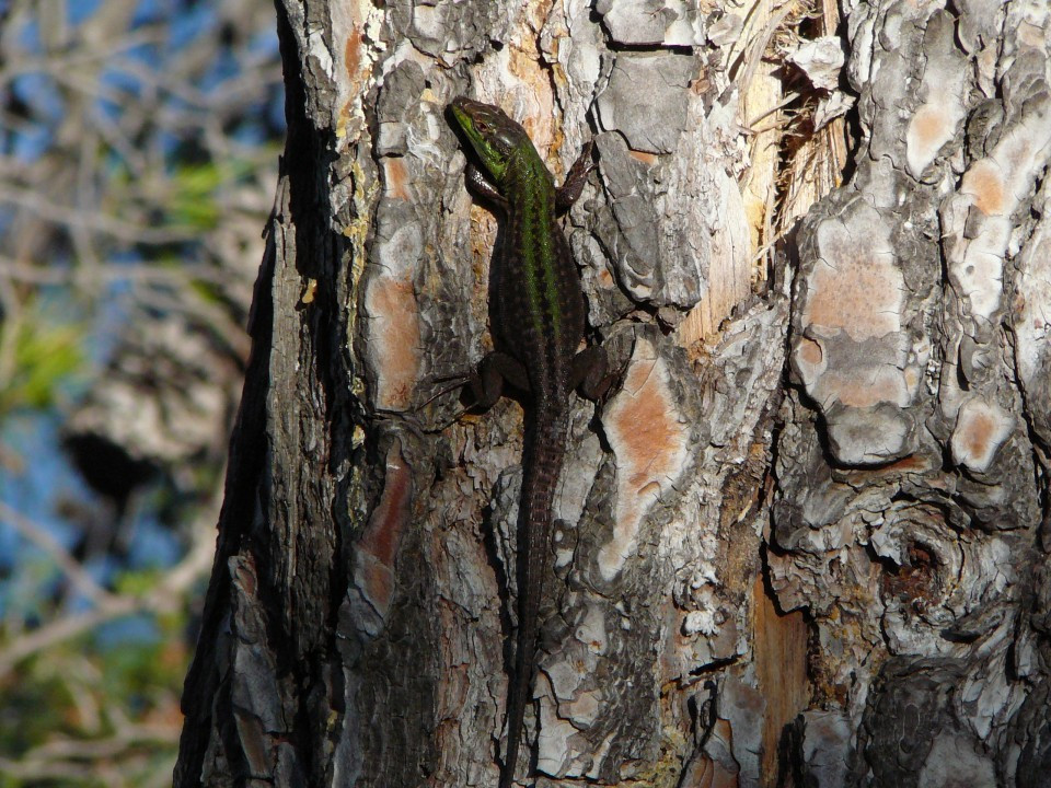 Podarcis sicula bagnoslenis