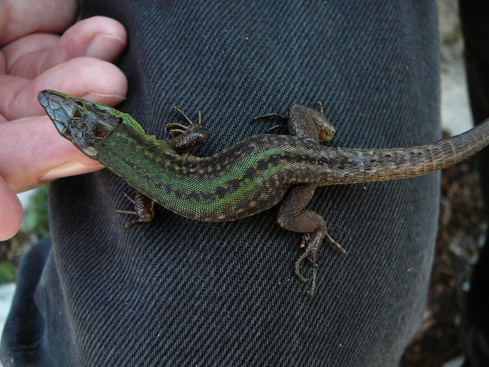 Podarcis sicula bagnoslenis