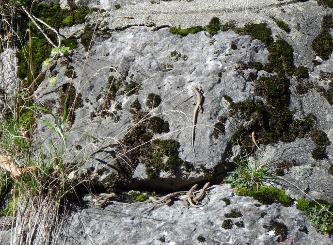 Iberolacerta horvathi