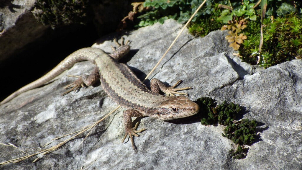 Iberolacerta horvathi