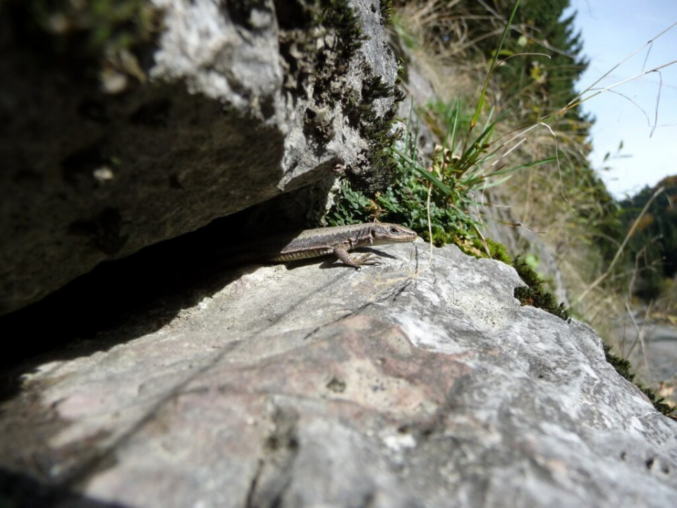 Iberolacerta horvathi