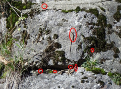 Sieben Iberolacerta horvathi  Bild vom Johannes