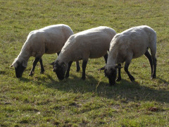 Mönchgut
