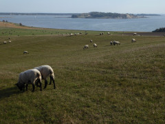 Mönchgut