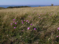 Möchgut