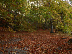Binzer Bucht Okt 2018