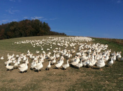 Martinigänse