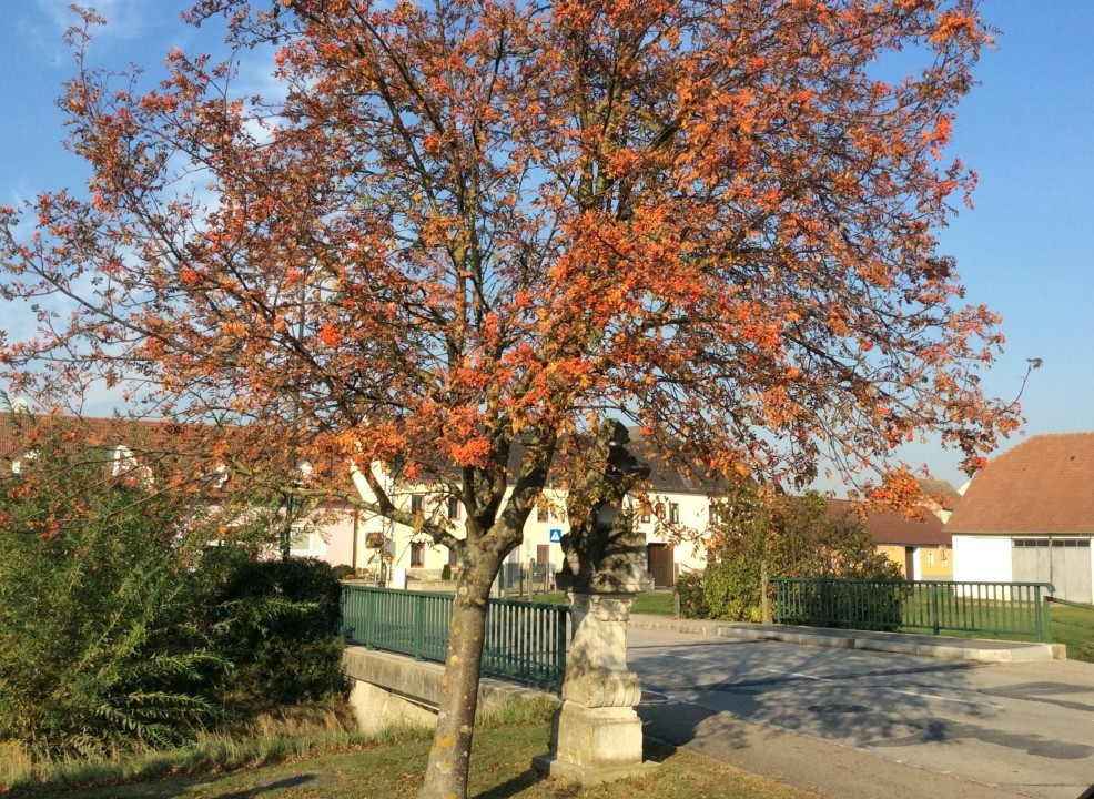 Kühnring < Nepomuk
