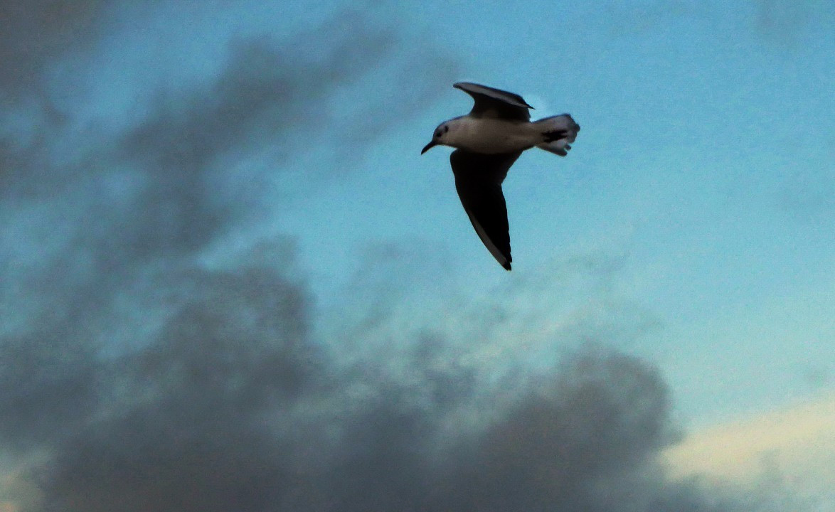 ?random=0&maxWidth=0&embedded=0#imageAnker_17675