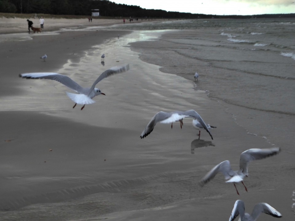 ?random=0&maxWidth=0&embedded=0#imageAnker_17679