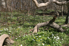 Vilm April 2013  (8)